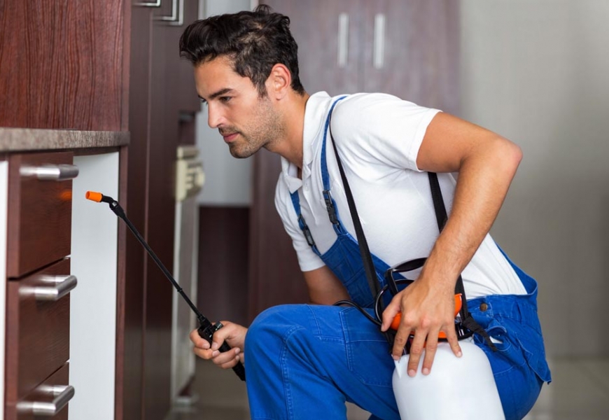 مكافحة البق