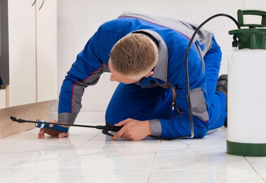 ابادة الحشرات